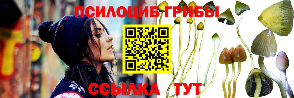 Глазов  Псилоцибиновые грибы Psilocybine cubensis  Вход с VPN 